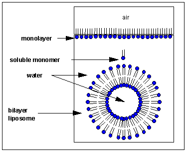 Formación de un liposomas bicapa en agua a partir de una monocapa de moléculas anfipáticas.