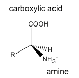 Generic amino acid, with carboxylic acid and a protonated amine group. Both are attached to the same carbon.