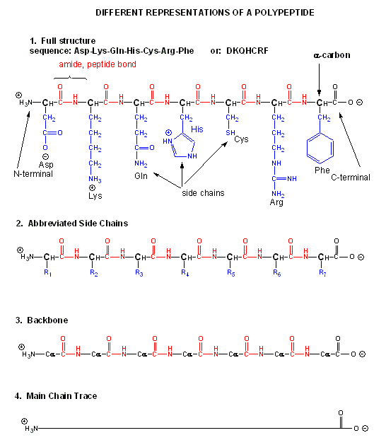 Diferentes formas de representar un polipéptido. 1: secuencia de estructura completa, con cadenas laterales ilustradas. 2: cadenas laterales abreviadas representadas como R1, R2, y así sucesivamente. 3: cadena principal que consiste únicamente en enlaces de NH, carbonos alfa y cetonas en la cadena. 4: traza de cadena principal, con una línea recta, sin marcar entre el N- y C-terminal.