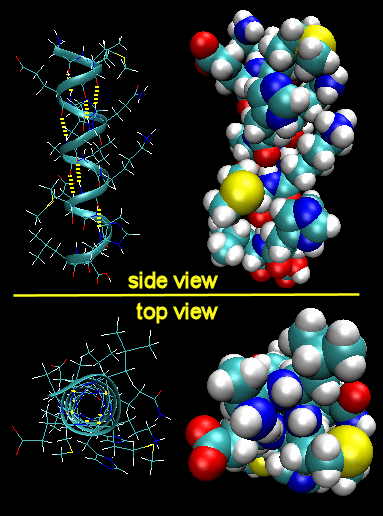 Side view and top view of an alpha helix.