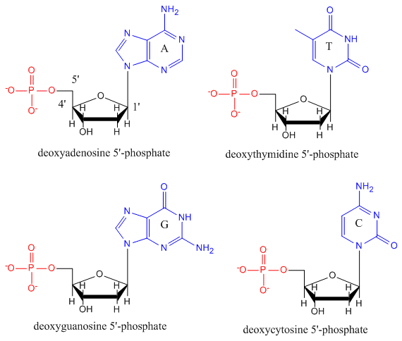 Structures of deoxyadenosine, deoxythymidine, deoxyguanosine, and deoxycytosine.