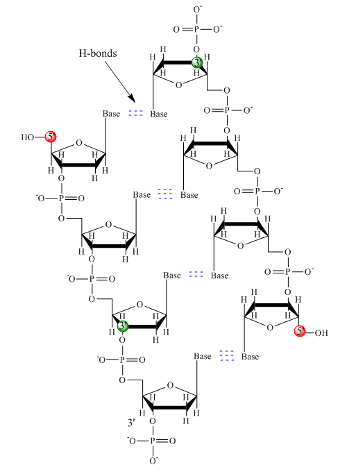 Enlaces de hidrógeno entre bases de dos cadenas de ácidos desoxirribonucleicos.