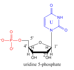 Estructura de la uridina 5-fosfato.
