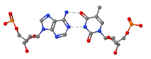Dos bases de adenina y timina con dos enlaces de hidrógeno entre ellas.