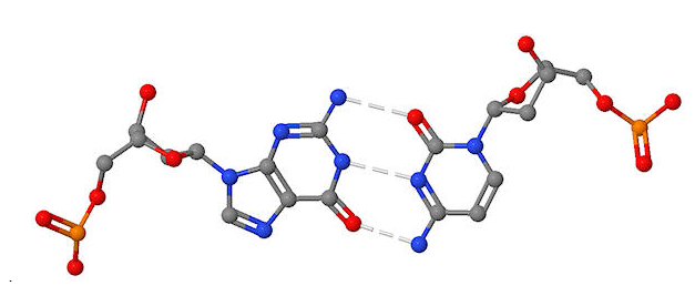 Hydrogen bonding between cytosine and guanine bases.