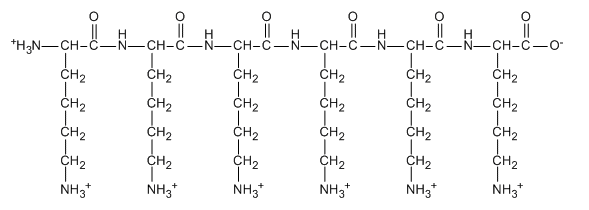 Peptide chain of six lysine residues.