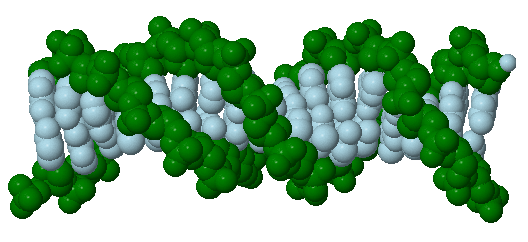 Space-filling model of DNA double helix.
