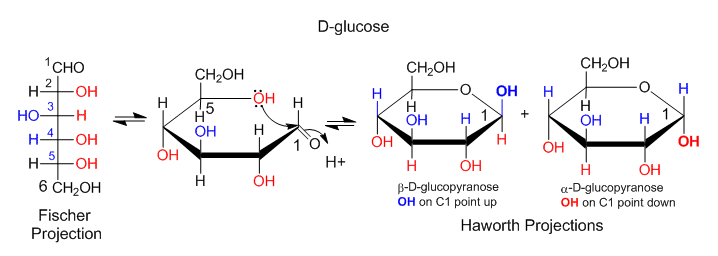 Dibujando la proyección Fischer de D-glucosa como proyección haworth formando un anillo.