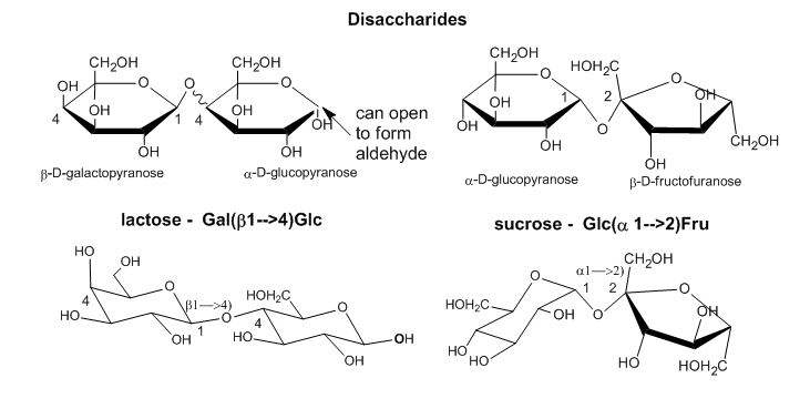 Disacáridos lactosa y sacarosa, dibujados en formación de silla y proyecciones de Haworth. El carbono anomérico en alfa-D-glucopiranosa en lactosa puede abrirse para formar un aldehído.
