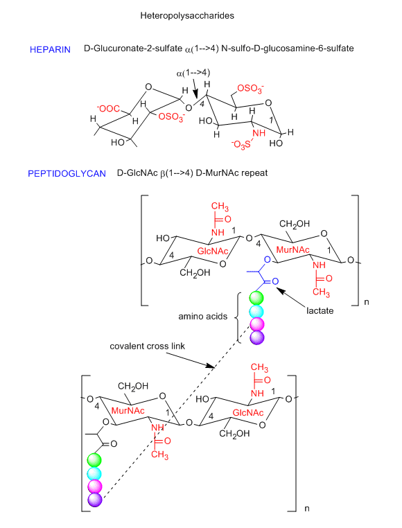 Title: Heteropolysaccharides. Heparin: D-glucuronate-2-sulfate bound via alpha 1-4 linkage to N-sulfo-D-glucosamine-6-sulfate. Peptidoglycan: D-GlcNAc bound via beta 1-4 linkage to D-MurNAc repeat.