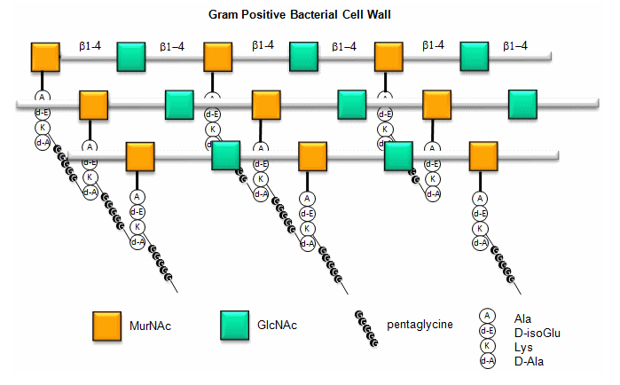Diagrama de entrecruzamientos peptidoglicanos en la pared celular bacteriana Gram-positiva. Las cadenas de pentaglicina conectan los residuos de lisina y D-alanina juntos.