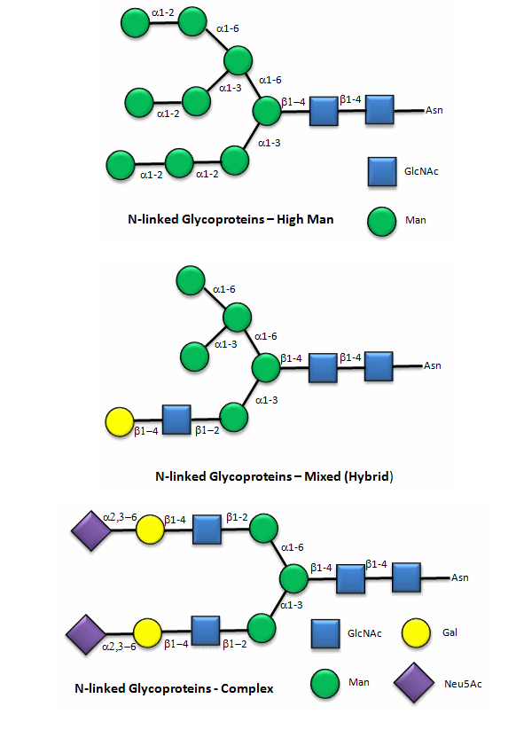 Dibujos animados de glicoproteínas ligadas a N (hombre alto en la parte superior, mezclado/híbrido en el medio, complejo en la parte inferior).
