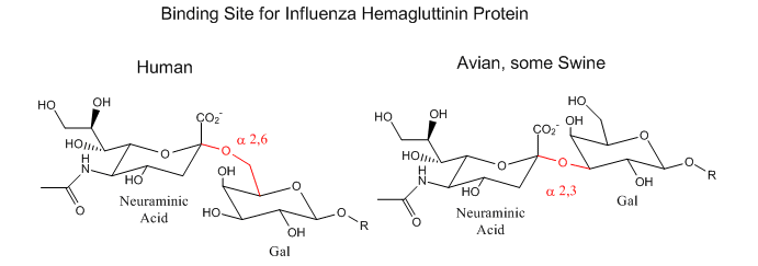 Sitio de unión para la proteína hemagluttinina de influenze. Ácido neuramínico con galactosa enlazada a través de un enlace 2,6 alfa en humanos o 2,3 alfa en aves y algunos cerdos.
