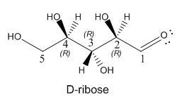 Wedge-dash structure of D-ribose.