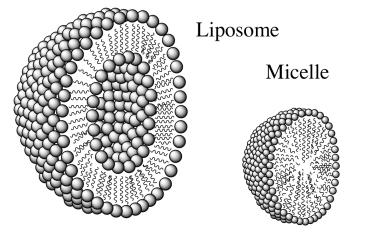 Diagrama de un liposomas y una micela. El liposomas tiene un interior polar. La micela no.