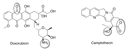 Bond-line structures of doxorubicin, with amine and ketone groups circled, and camptothecin, with hydroxy and ester groups circled.