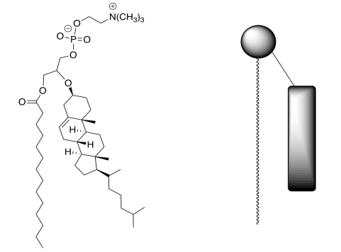 Fosfatidilcolina con un colesterol en el C2 de glicerol. A la derecha hay una caricatura, con un círculo para el grupo principal de fosfato, un garabato para el ácido graso de cadena larga y un bloque para el grupo del colesterol.