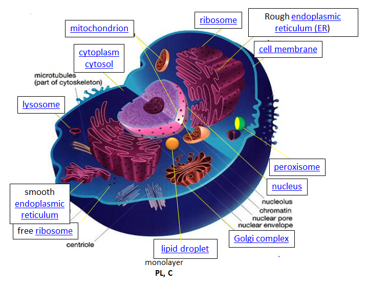 Diagrama de la celda, mostrando orgánulos.