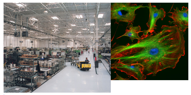 Left: large factory warehouse. Right: fluorescent-stained cells, showing crosslinked structure of cytoskeleton.