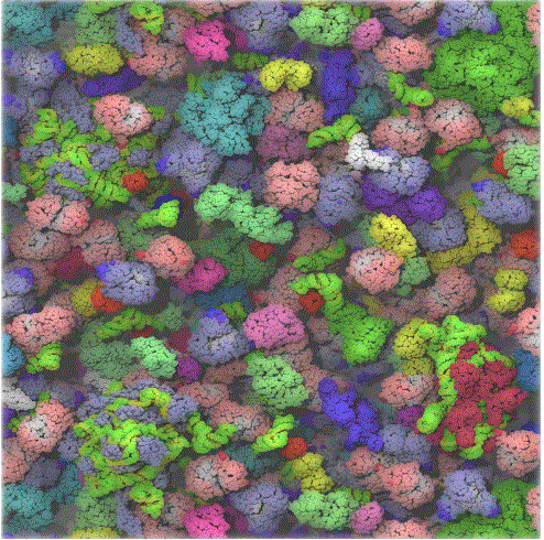 Electron micrograph of E. coli cytoplasm, artificially colored. All proteins are very densely packed and consist of many different colors.