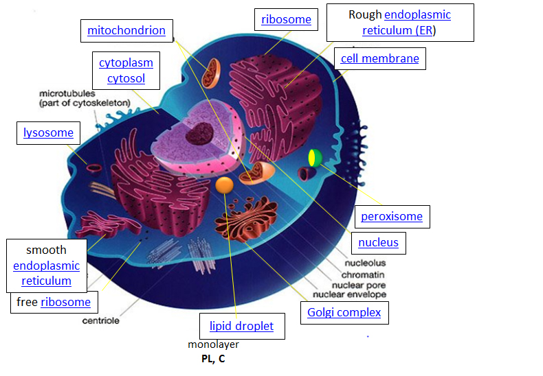 Diagrama de la celda, mostrando orgánulos.