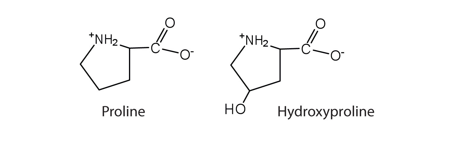 proline, hydroxyproline.jpg