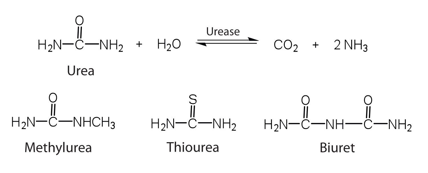 Tem Of Urease 12.8: Enzymes - Chemistry LibreTexts