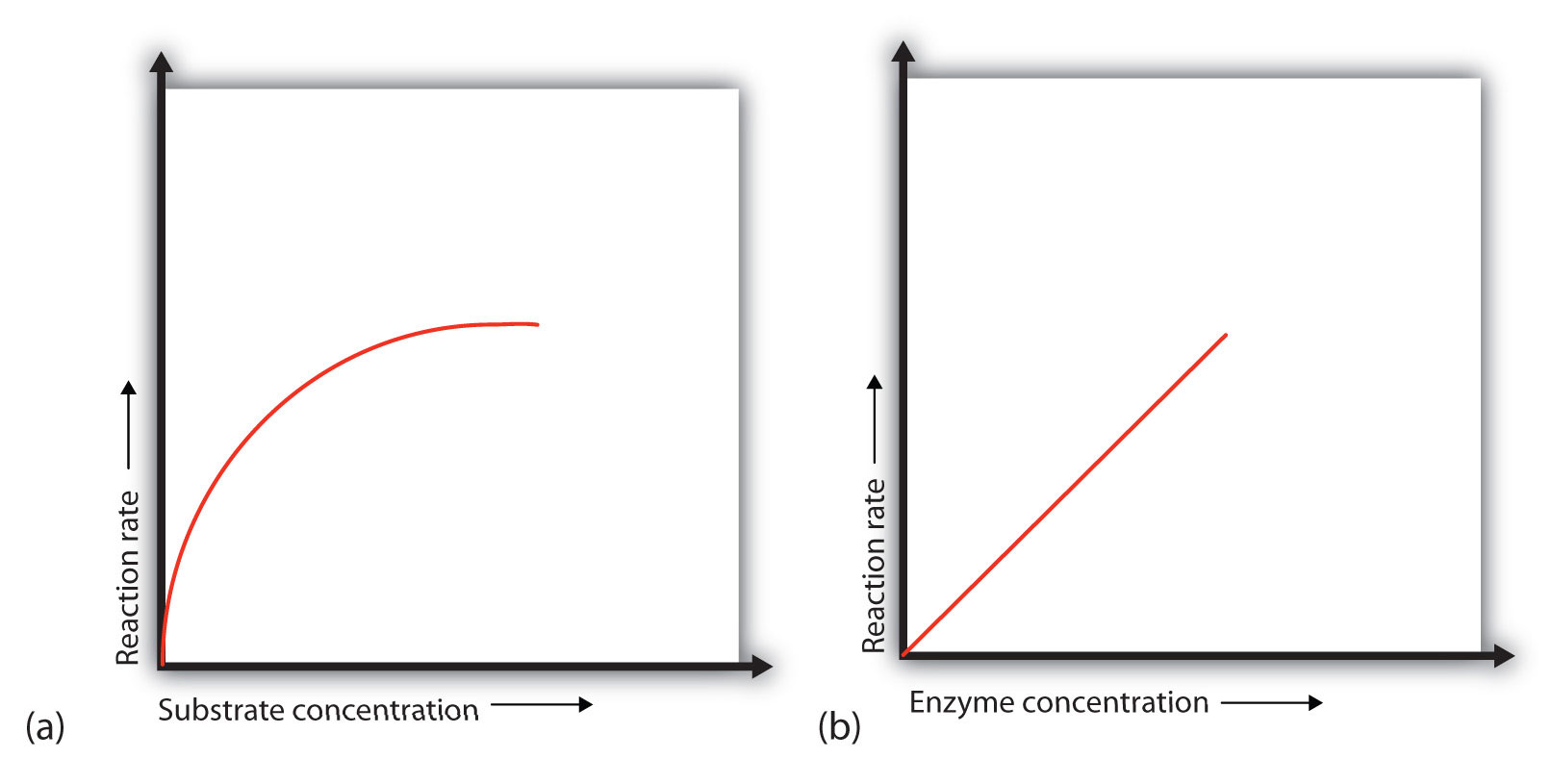 18.7 Enzyme Activity Chemistry LibreTexts