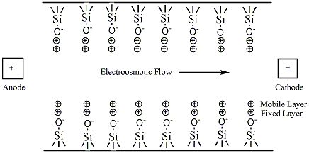 Capillarywall.gif