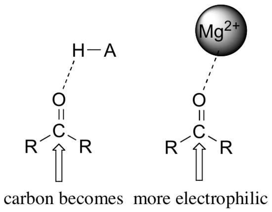 Diagram showing carbon becoming more electrophilic and interacting with a +2 magnesium. 