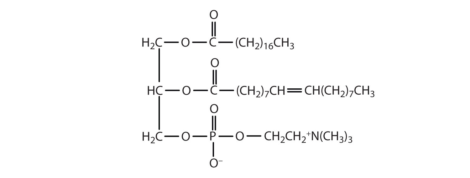 There is a glycerol unit, amino alcohol unit, phosphoric acid unit, and a fatty acid unit. 