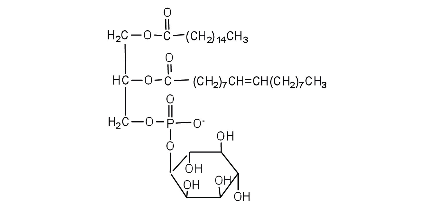 There is a glycerol unit, fatty acid unit, phosphoric acid unit, and a sugar unit. 