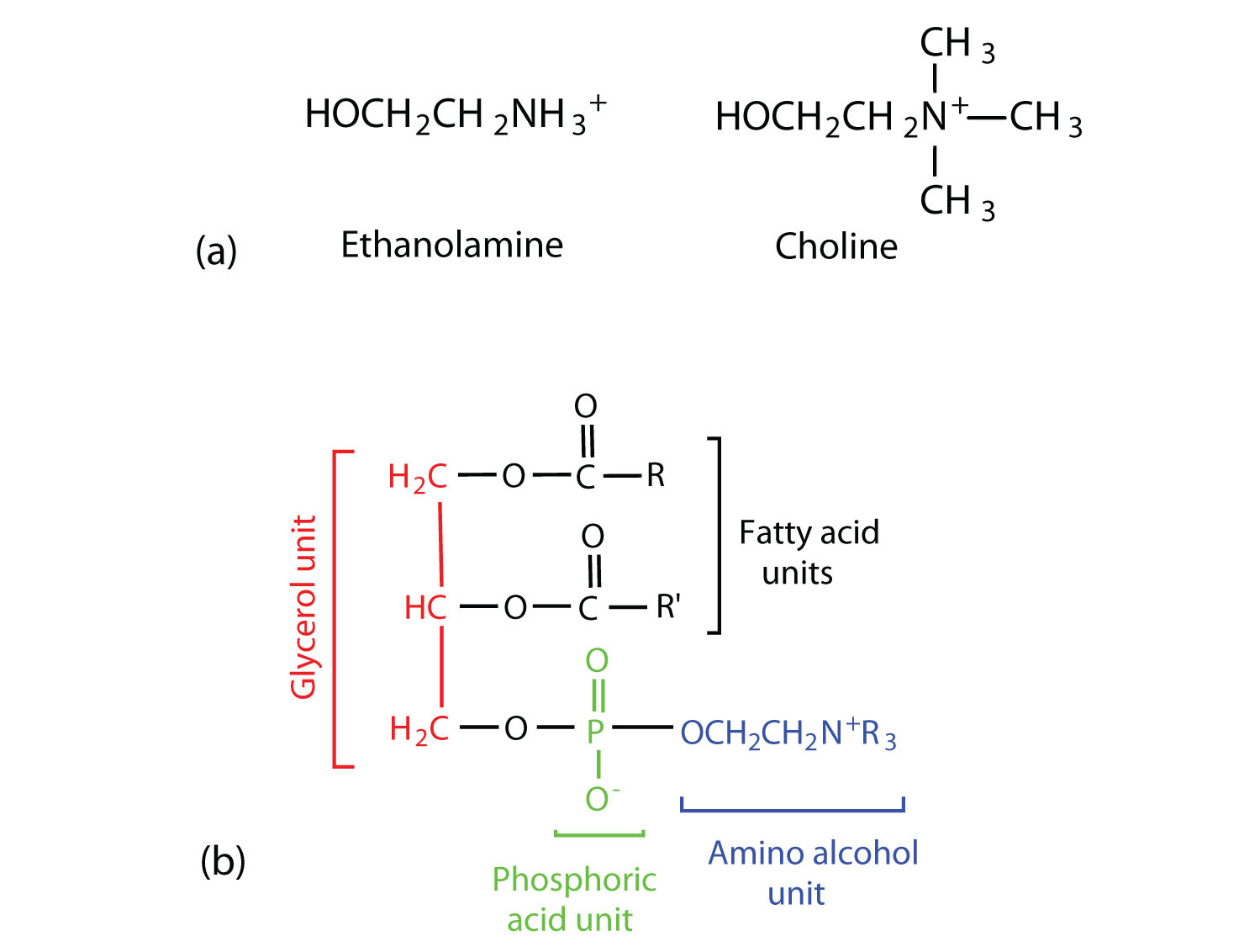 Structural formula of ethanolamine and choline are shown. The structural formula of a phosphoglyceride is shown with the glycerol unit, phosphoric unit, and amino alcohol unit highlighted in different colors. 