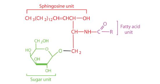 General structure of a cerebroside with its sugar unit, sphingosine unit, and fatty acid unit highlighted in different colors. 