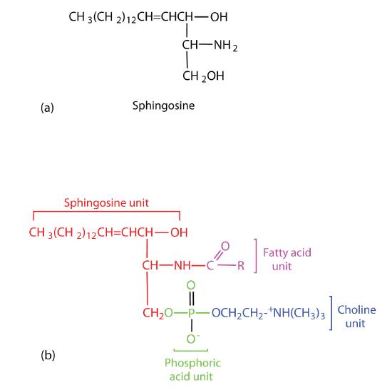 Structural formula of sphingosine is shown. The general structure of a sphingolipid is shown with the sphingosine unit, fatty acid unit, phosphoric acid unit, and choline unit highlighted in different colors.