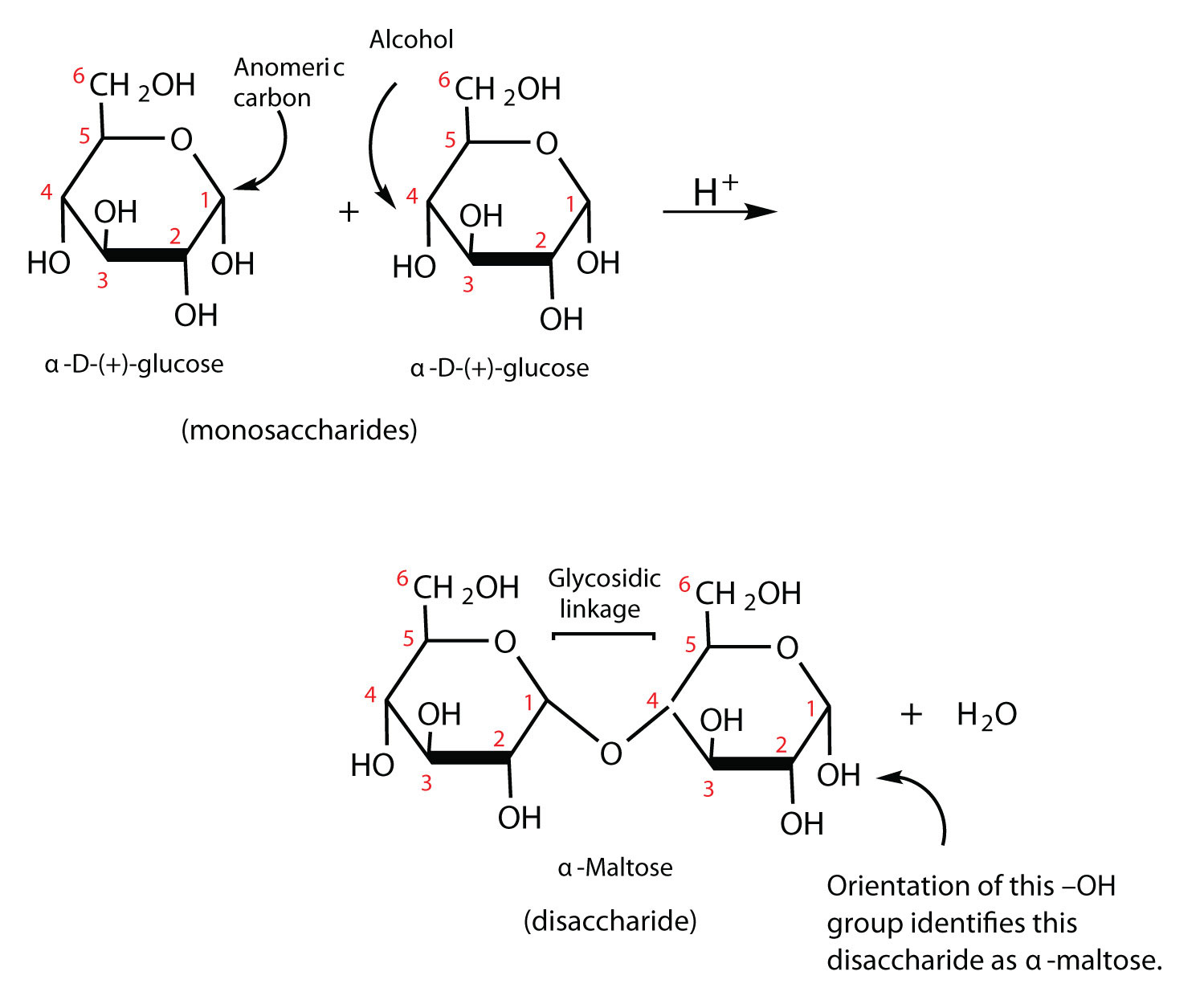 disaccharide.jpg