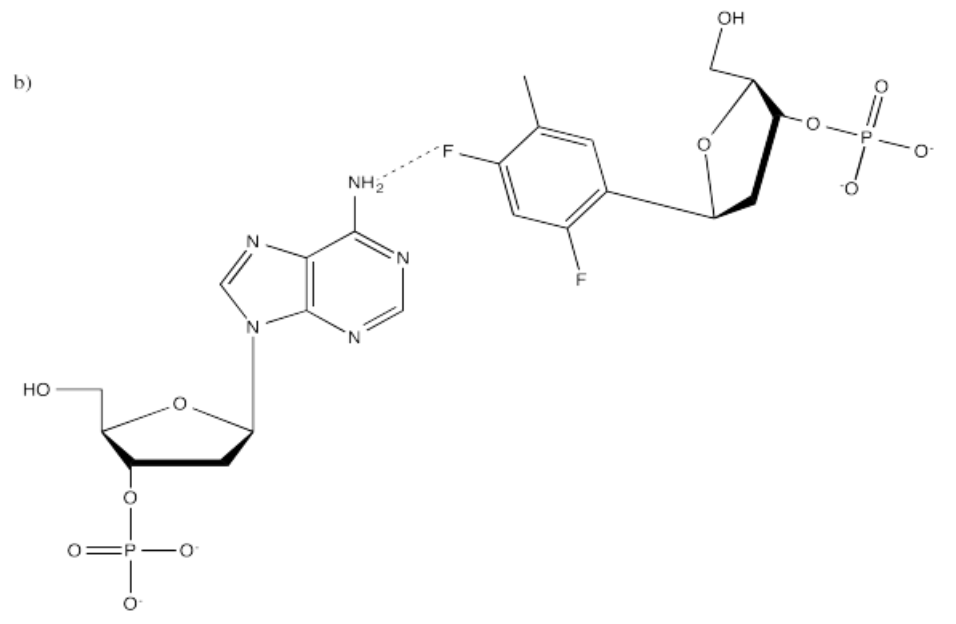 Respuesta b al Ejercicio 6.13.4, con un enlace sencillo de hidrógeno entre el flúor y el H del grupo amina sobre la adenina.