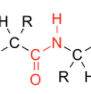 A segment of a structure is shown in color. "C" is double bonded to "O" and single bonded to "N" which is connected to one "H" as well as one "R" group. 