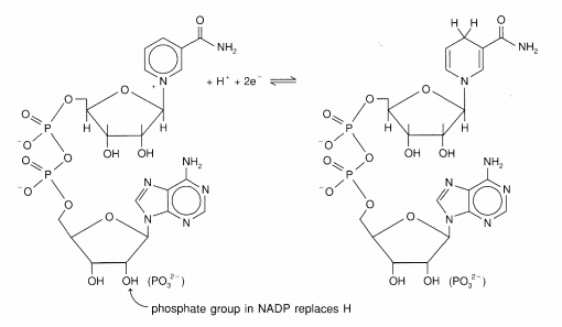 Reduction of NAD+ or NADP involves addition of two electrons and one hydrogen to form NADH or NADPH. 