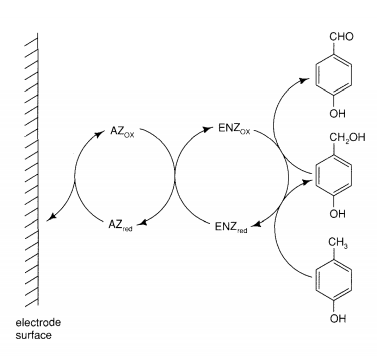An electron surface is on the leftmost side of the diagram. Reduced AZ is denoted AZ-red and oxidized AZ is denoted AZ-ox. AZ-red loses electrons to the electrode to become oxidized AZ. As AZ-ox becomes reduced ENZ-red becomes oxidized. As ENZ-ox becomes reduced, the methyl of p-cresol is oxidized to CH2OH then CHO. 