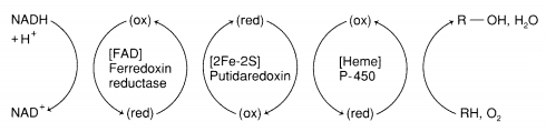 Coupled redox reactions in the electron transport chain. Leftmost is NADH plus H-plus yielded NAD+ coupled with reduction of FAD. Next, oxidation of FAD is coupled with Putidaredoxin. 
