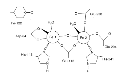 A diiron cluster with the two irons bridges by an oxygen and by oxygens of glutamic acid 115. On the left, iron number 1 is coordinated to a water ligand through an oxygen, aspartic acid 84 through two oxygens, and histidine 118 through nitrogen. The iron number 2 is coordinated to one water ligand, glutamic acid 238 and 204, and histidine 241.