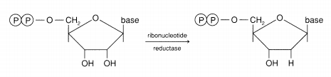 Reduction of a ribonucleotide with a ribonucleotide reductase enzyme. While the pentose sugar on the left has two O-H groups, the pentose sugar on the right has one O-H and one H group.