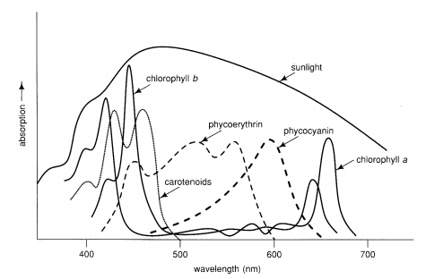In the absorption spectra of photosystem pigments, absorption increases from bottom to top on the vertical axis and wavelength increases from left to right on the horizontal axis. Sunlight is a large curve that sits above all the other pigments. The order of pigments fro lowest to highest wavelength peaks is chlorophyll b (around 450 nanometers), cartenoids (around 470 nanometers), phycoerythrin (around 510 nanometers), phycocyanin(around 590 nanometers) , and chlorophyll a (around 660 nanometers). 