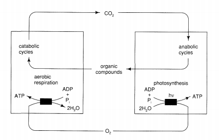 Two boxes for aerobic respiration and photosynthesis. Organic compounds enter aerobic respiration and go through catabolic cycles to undergo oxidation to CO2. CO2 enters photosynthesis to undergo anabolic cycles and to returns to organic compounds for the cycle to repeat. In photosynthesis, light converts ADP to ATP as water is converted to O2. Then O2 enters anaerobic respiration to be reduced back to water in tandem with formation of another ATP from ADP.