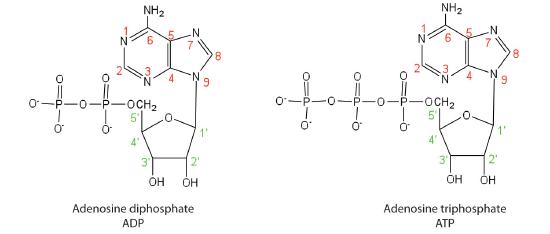 Structure diagram of adenosine diphosphate (ADP) and adenosine triphosphate (ATP).