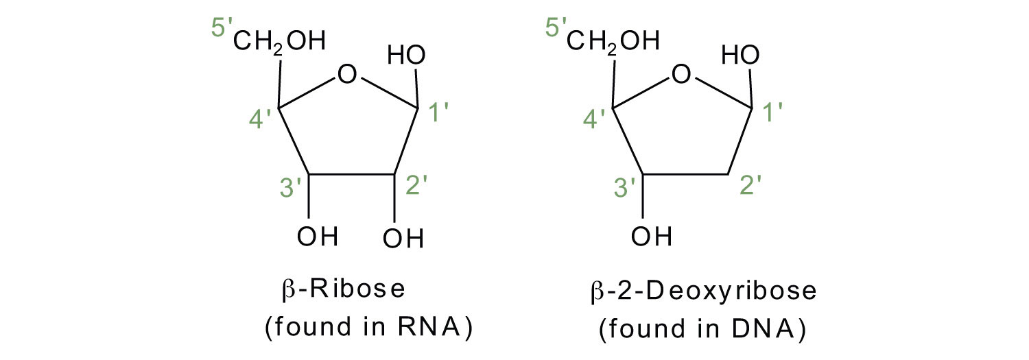 RNA, DNA.jpg