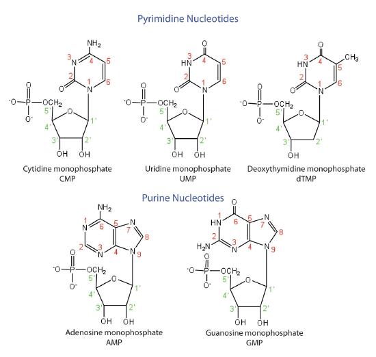 Structure diagram of pyrimidine nucleotides: cytidine monophosphate (CMP), uridine monophosphate (UMP), Deoxythymidine monophosphate (dTMP), and purine nucleotides: adenosine monophosphate (AMP) and guanosine monophosphate (GMP).