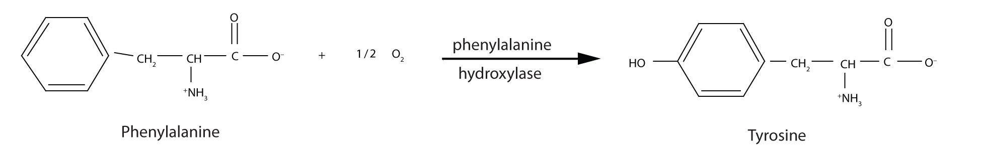 phenylalanine hydroxylase.jpg