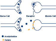 Nerve cells use a chemical messenger called acetylcholine (balls) to tell muscle cells to contract. Curare (half circles) paralyzes muscles by blocking acetylcholine from attaching to its muscle cell receptors.